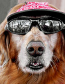 A Florida dawg needs to look cool as well as to protect his eyes from the bright sun.