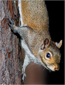 The squirrel is adept at clinging to the tree while posing for a photo.