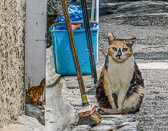 The villages of France are populated with many cats who are living on the streets.