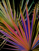 Palm leaves patterns transformed into a colorful abstraction.