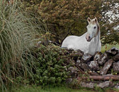 A friendly white horse seen by Dunguaire Castle in Kinverra.