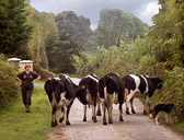 When traveling by car on the narrow roads in the Irish country side there are often delays such as this.