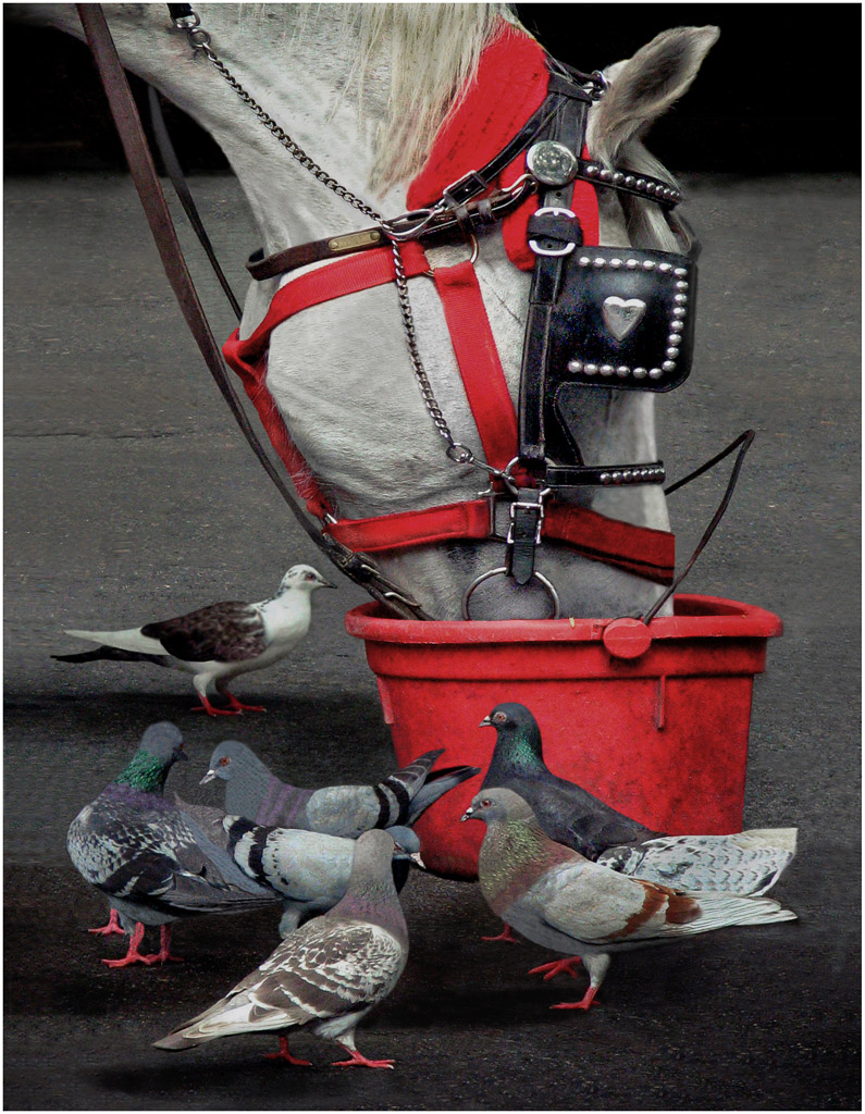 The birds hope that the Central Park carriage horse is into sharing.