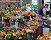 The French love  flowers in their lives,  clearly evident by their many flower markets and florists.
