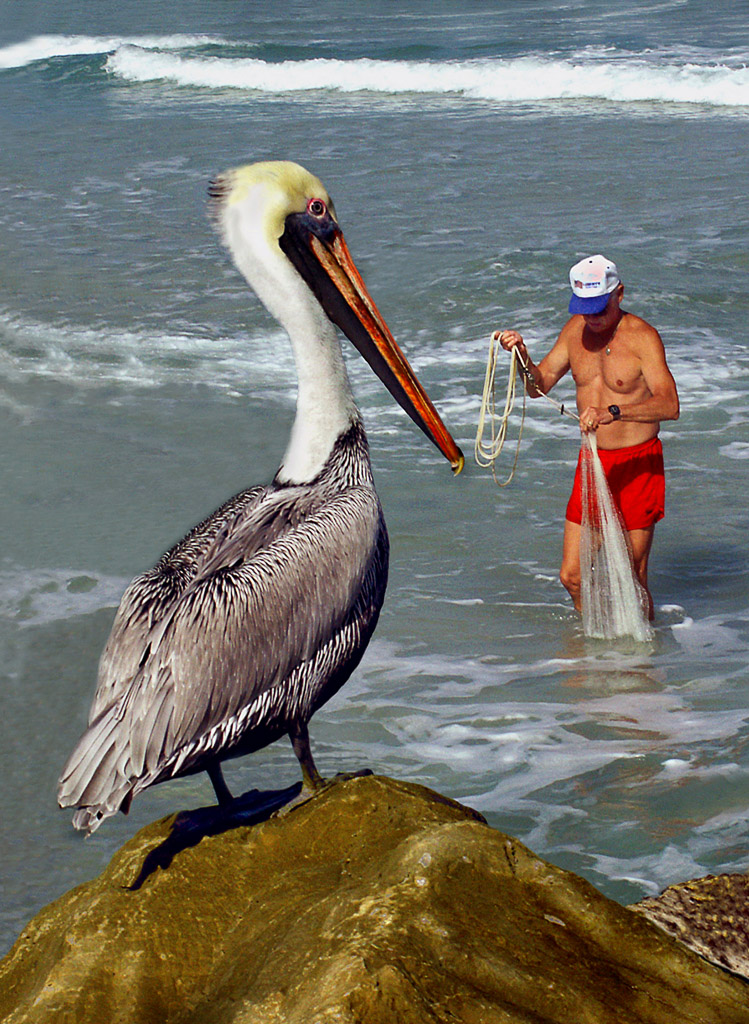 Florida pelicans have learned to become very expert food thieves.